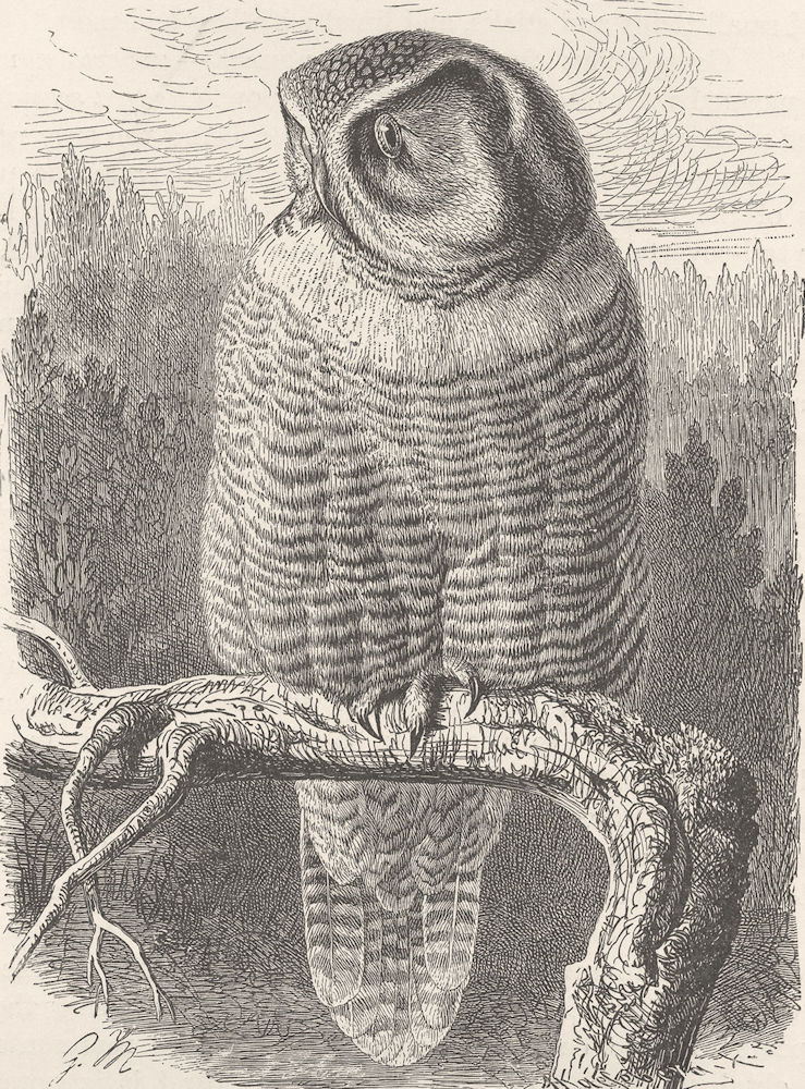 BIRDS. The hawk-owl 1895 old antique vintage print picture