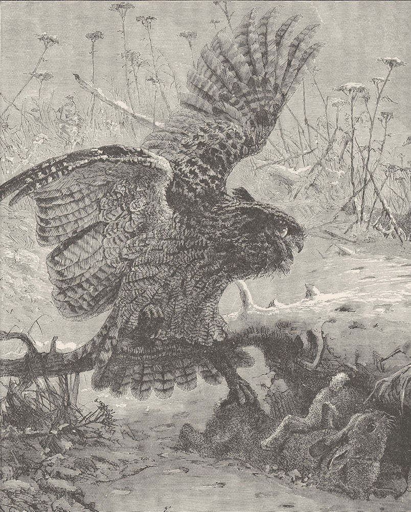 BIRDS. Eagle owl seizing its prey 1895 old antique vintage print picture