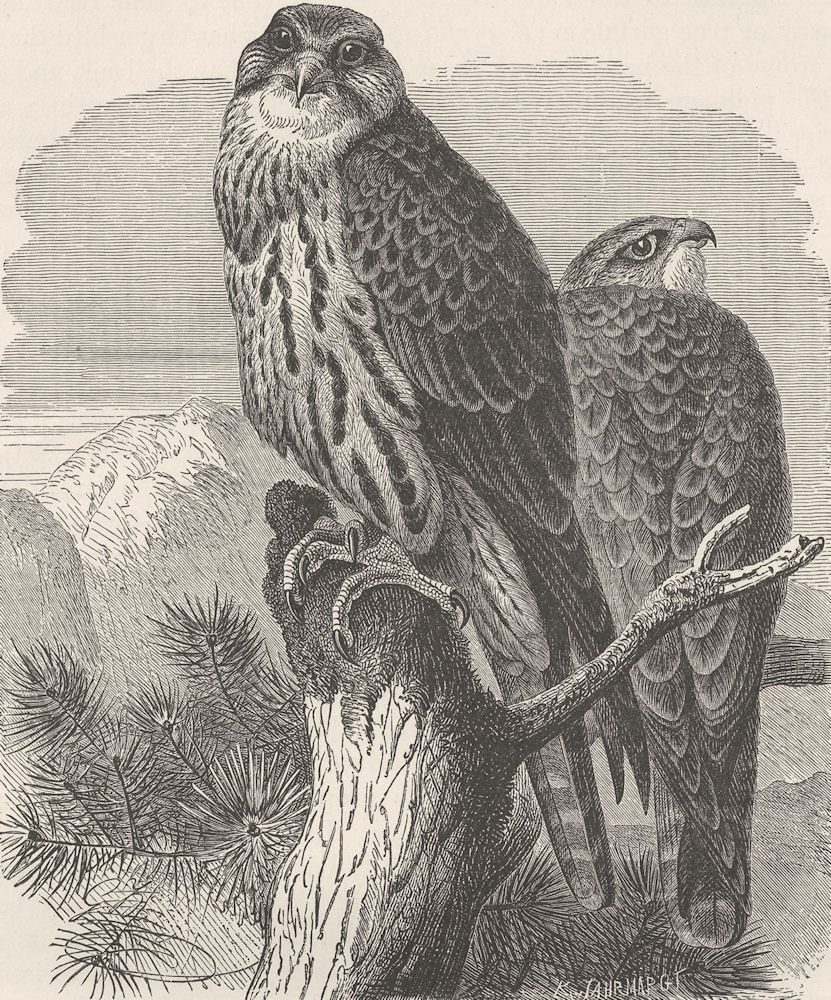 BIRDS. Saker falcon 1895 old antique vintage print picture