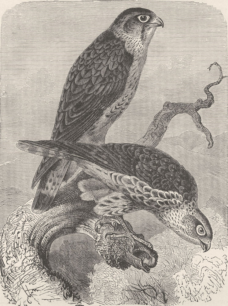 BIRDS. Merlins 1895 old antique vintage print picture