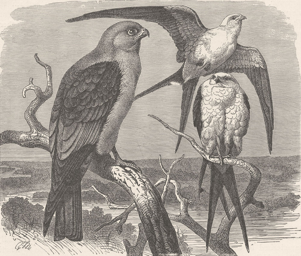 MISSISSIPPI. Falcon & swallow-tailed kite  1895 old antique print picture
