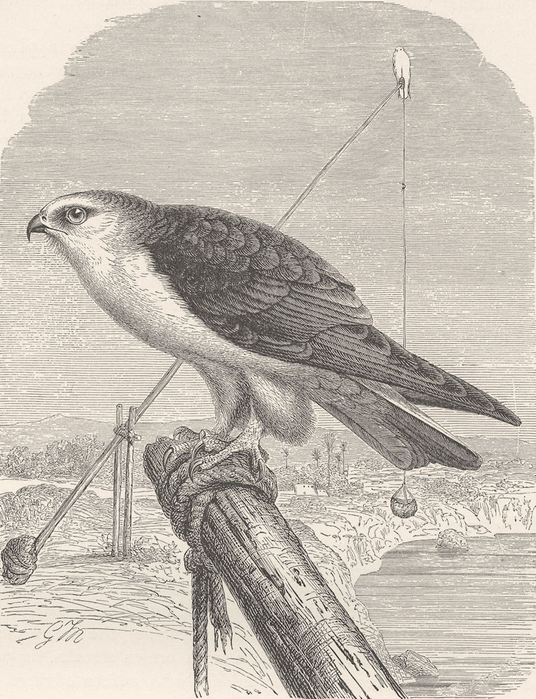 BIRDS. Black-winged kite 1895 old antique vintage print picture