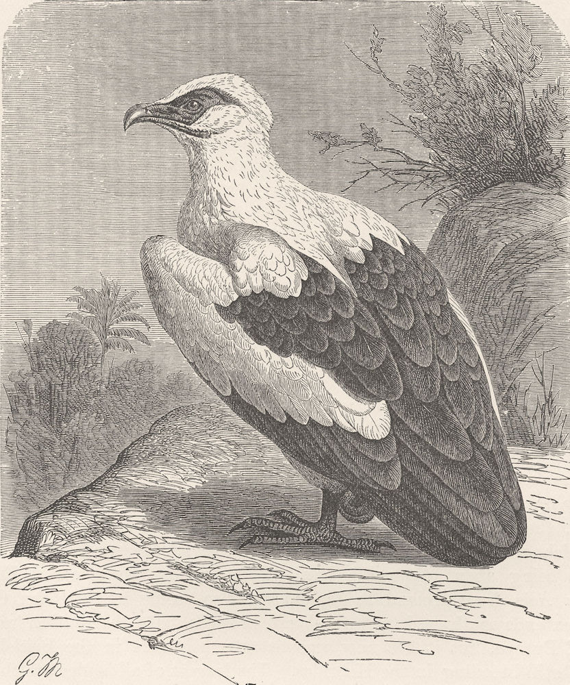 BIRDS. Vulturine sea-eagle 1895 old antique vintage print picture