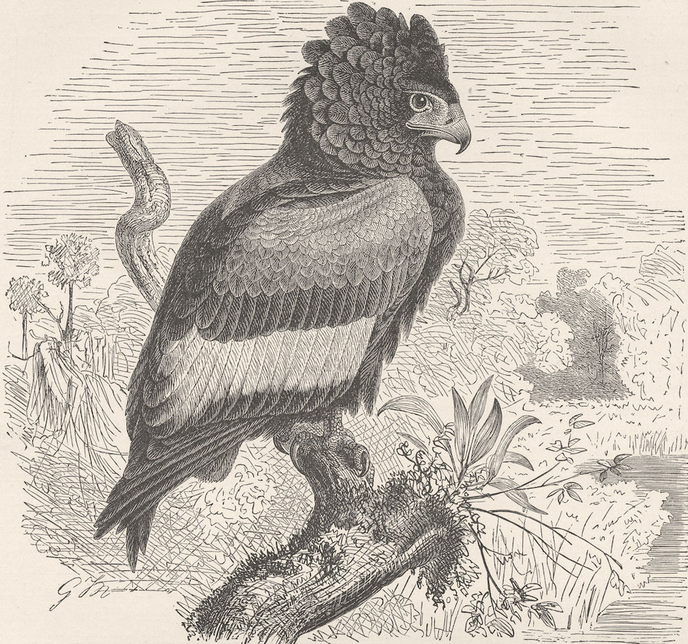 BIRDS. Bateleur eagle 1895 old antique vintage print picture
