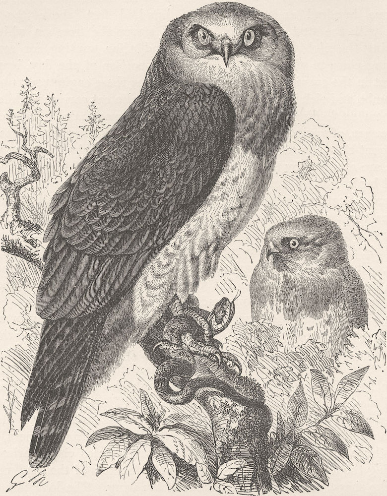 BIRDS. Common harrier-eagle 1895 old antique vintage print picture