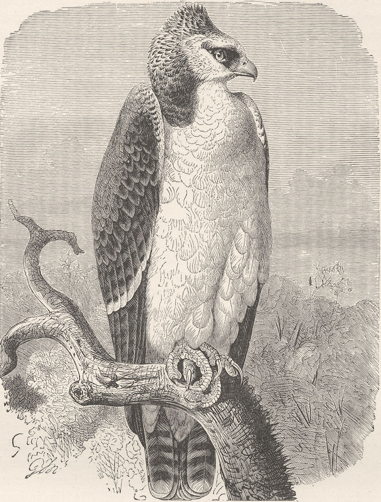 BIRDS. Warlike crested eagle 1895 old antique vintage print picture