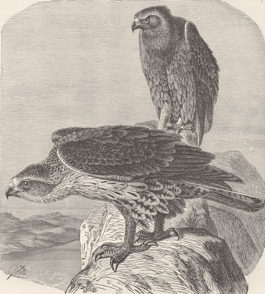 BIRDS. Bonelli's hawk-eagle 1895 old antique vintage print picture