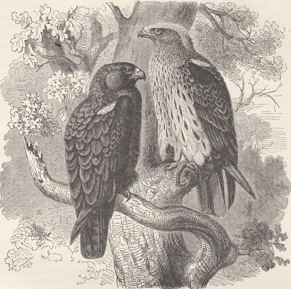 BIRDS. Booted hawk-eagle 1895 old antique vintage print picture