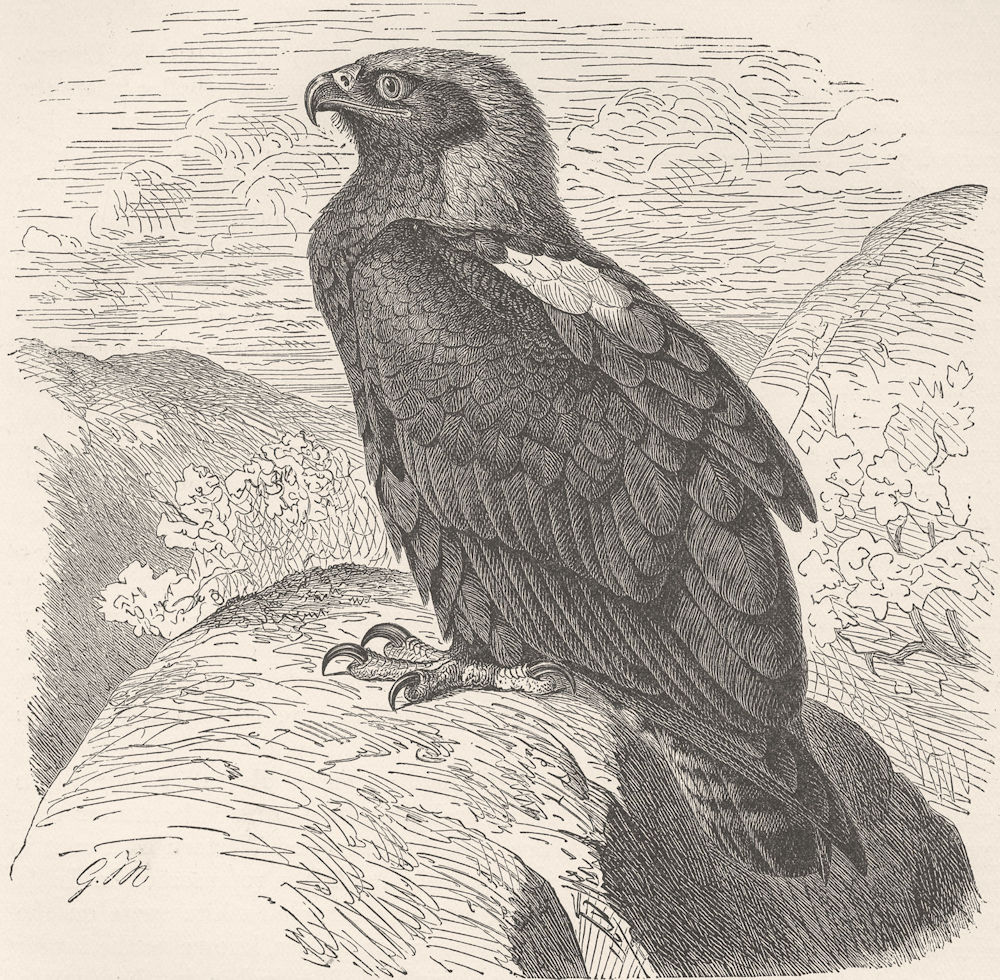 BIRDS. Imperial eagle 1895 old antique vintage print picture