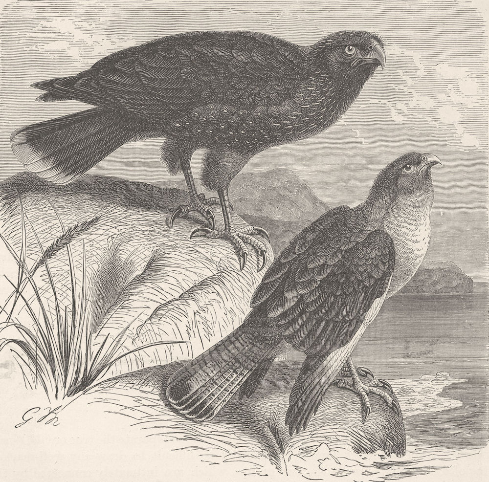 BIRDS. Falkland island & chimachima caracaras  1895 old antique print picture