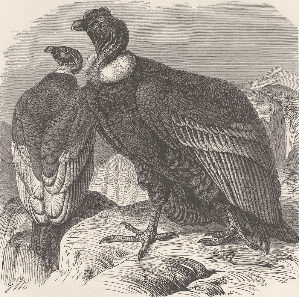 Associate Product BIRDS. Male and female condors 1895 old antique vintage print picture