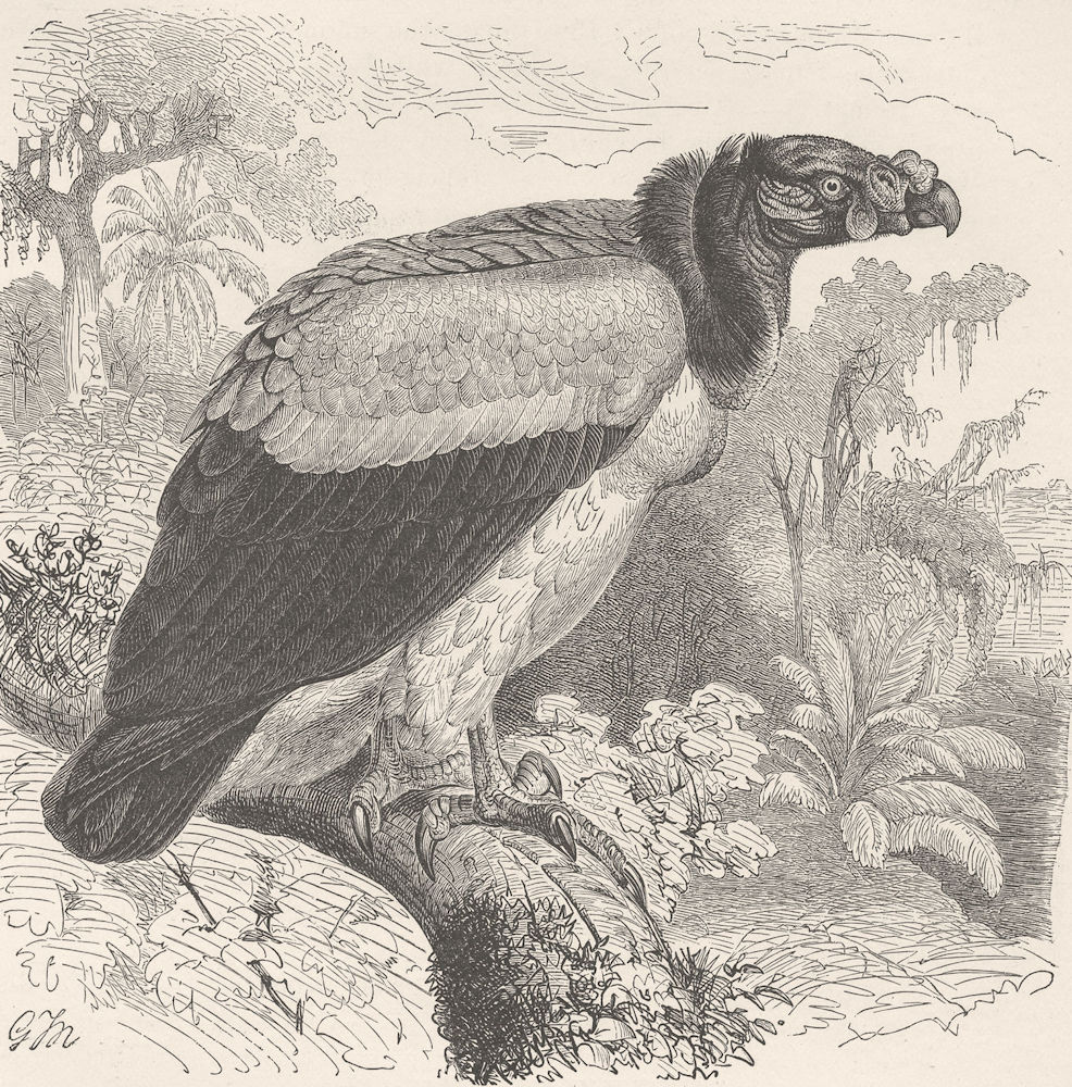 BIRDS. King vulture 1895 old antique vintage print picture