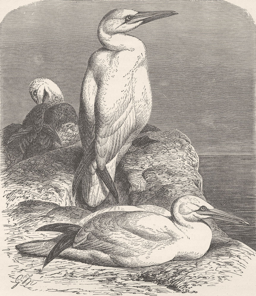 BIRDS. Common gannet 1895 old antique vintage print picture