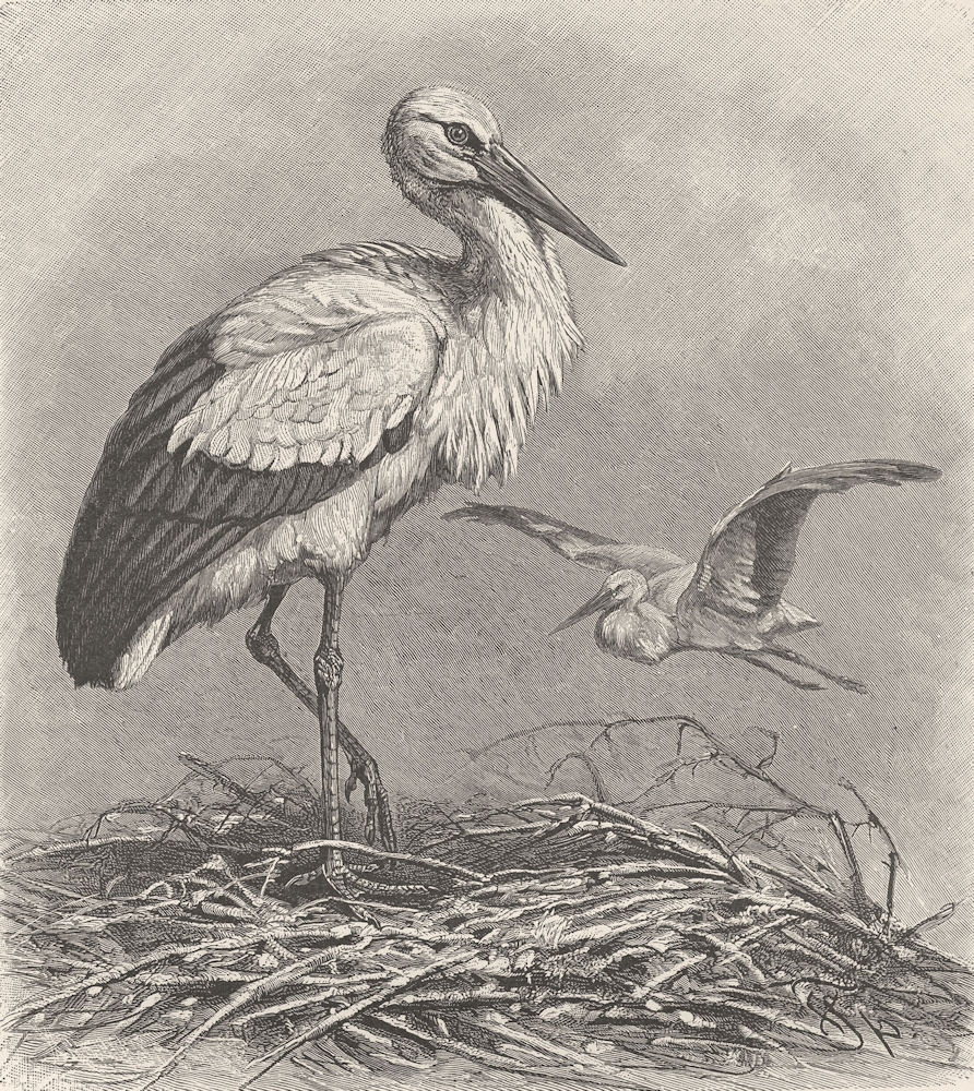BIRDS. White stork 1895 old antique vintage print picture