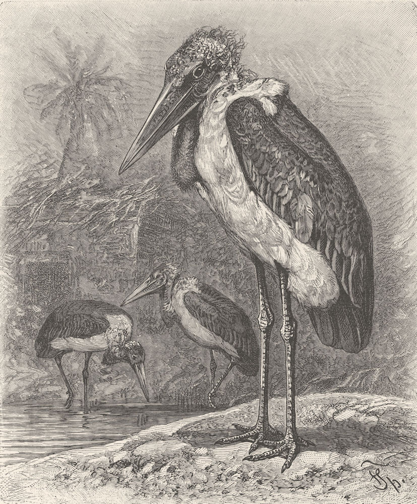 BIRDS. African adjutant 1895 old antique vintage print picture