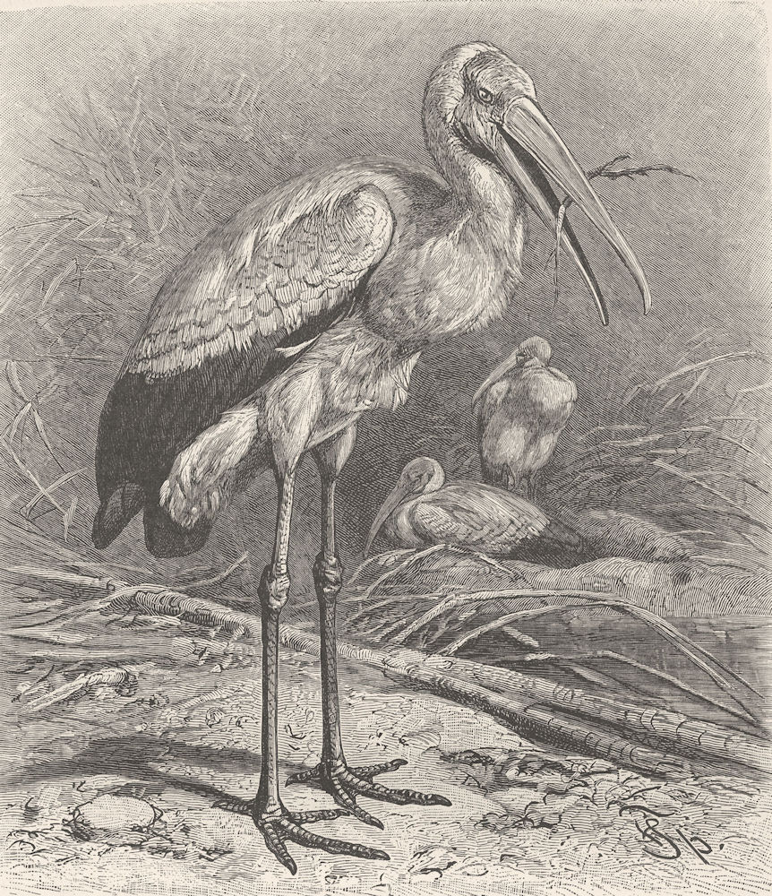 BIRDS. West-African wood-stork 1895 old antique vintage print picture