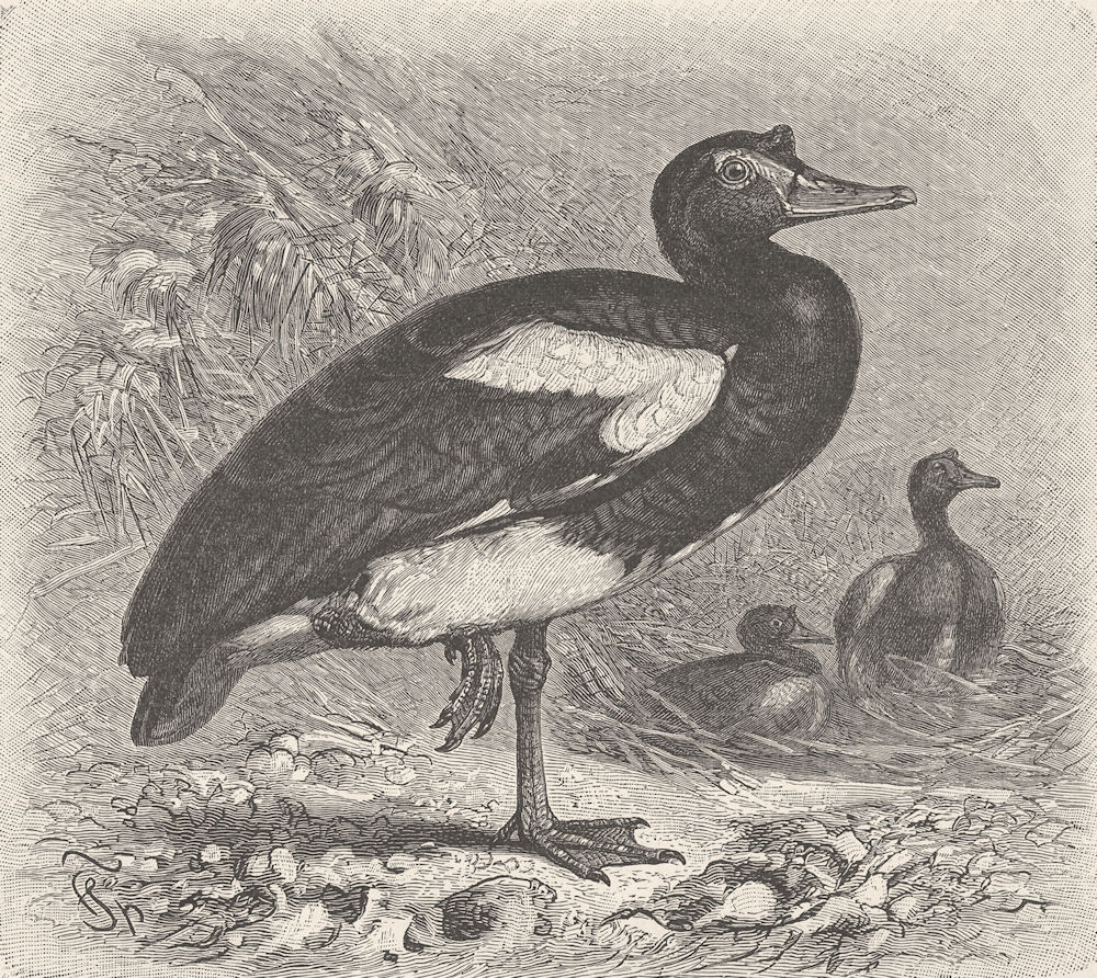 BIRDS. Spur-winged goose 1895 old antique vintage print picture