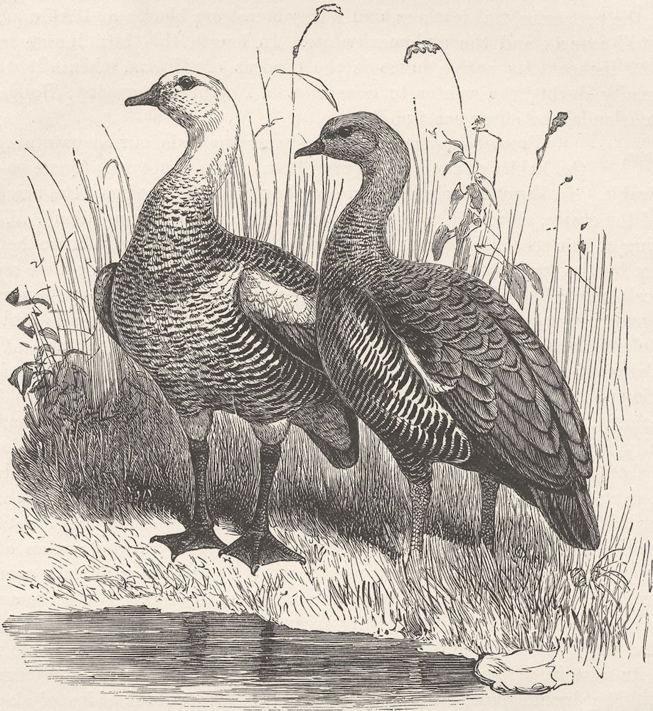 Associate Product BIRDS. Male & female half-bred upland geese 1895 old antique print picture