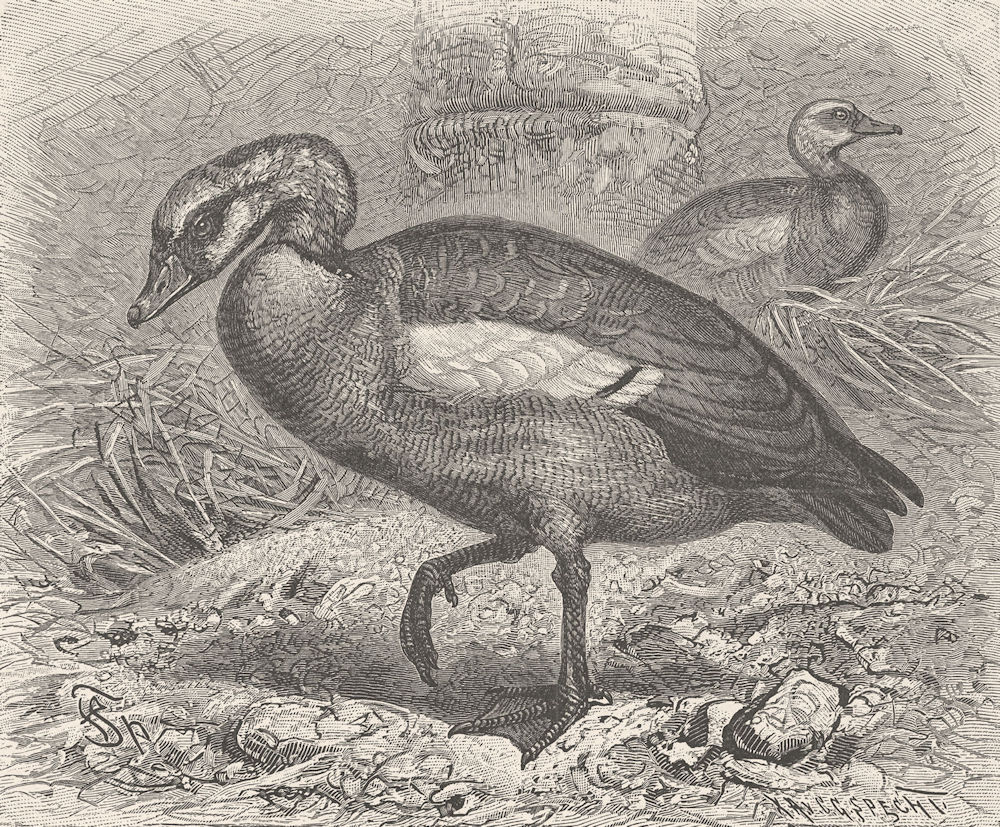 BIRDS. Egyptian goose 1895 old antique vintage print picture