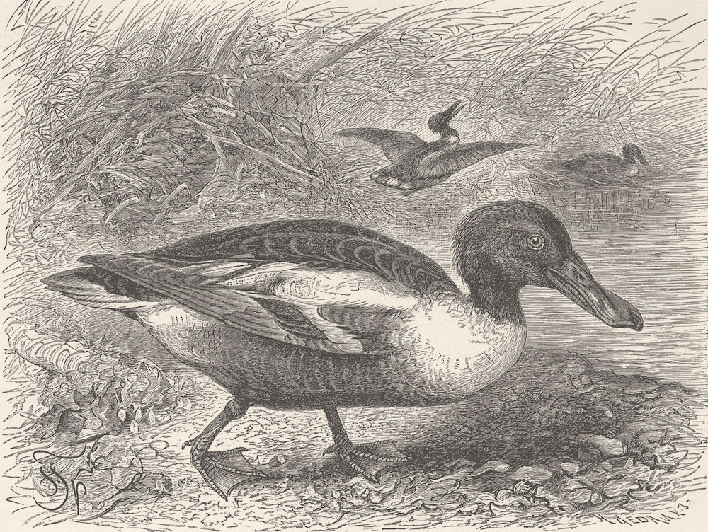 BIRDS. Common shoveller-duck 1895 old antique vintage print picture