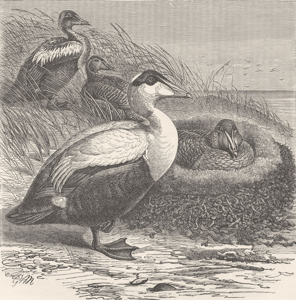 BIRDS. Eider-ducks and nest 1895 old antique vintage print picture