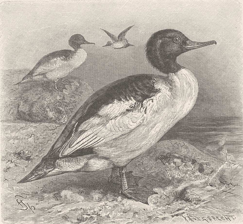 BIRDS. The goosander 1895 old antique vintage print picture