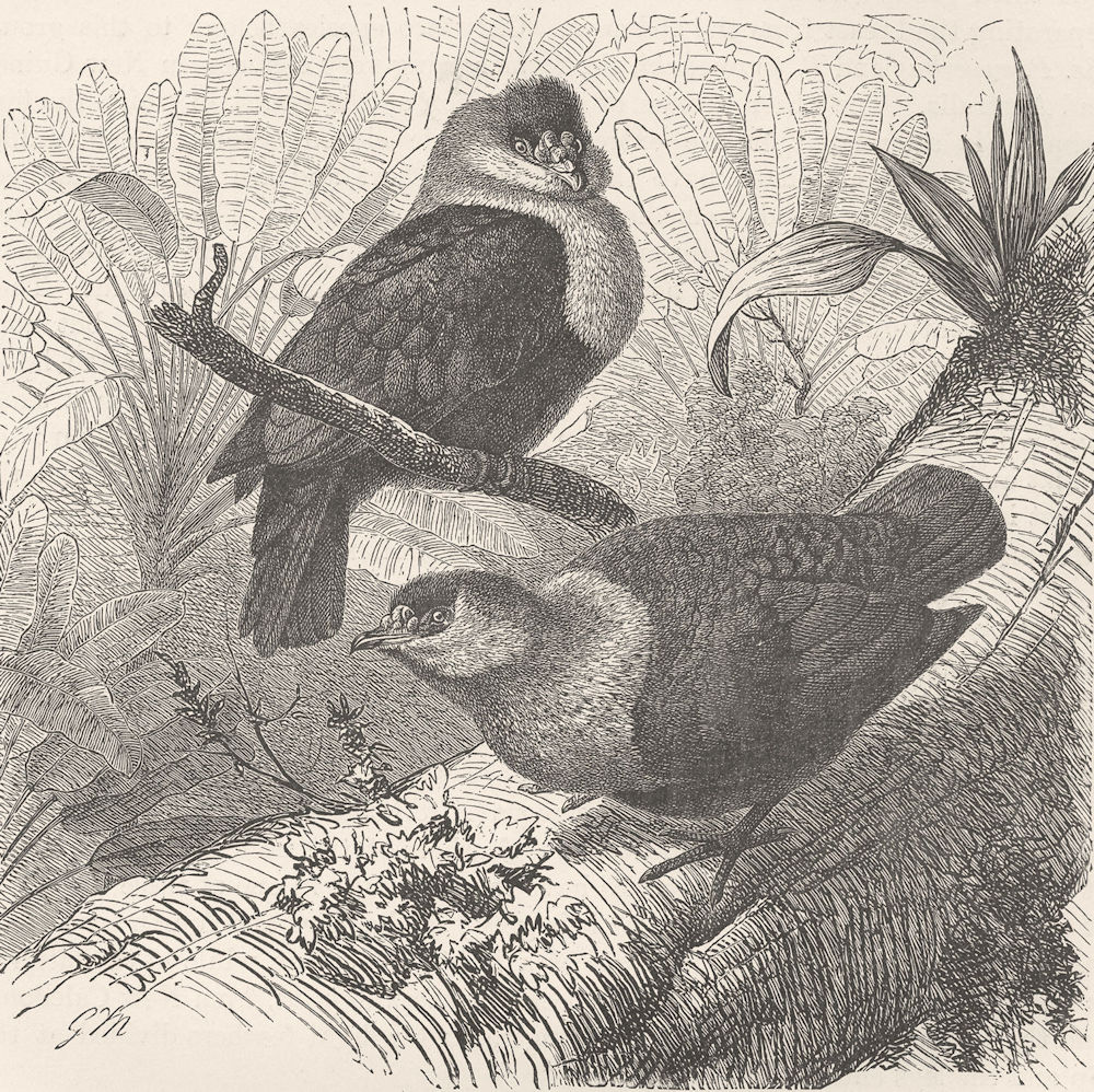 Associate Product MADAGASCAR. Madagascar wart-pigeons 1895 old antique vintage print picture