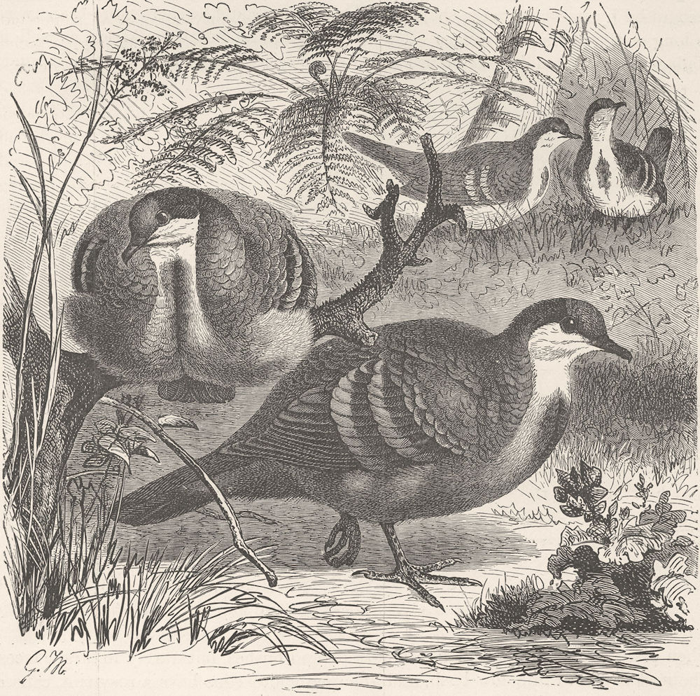 BIRDS. Blood-breasted doves 1895 old antique vintage print picture