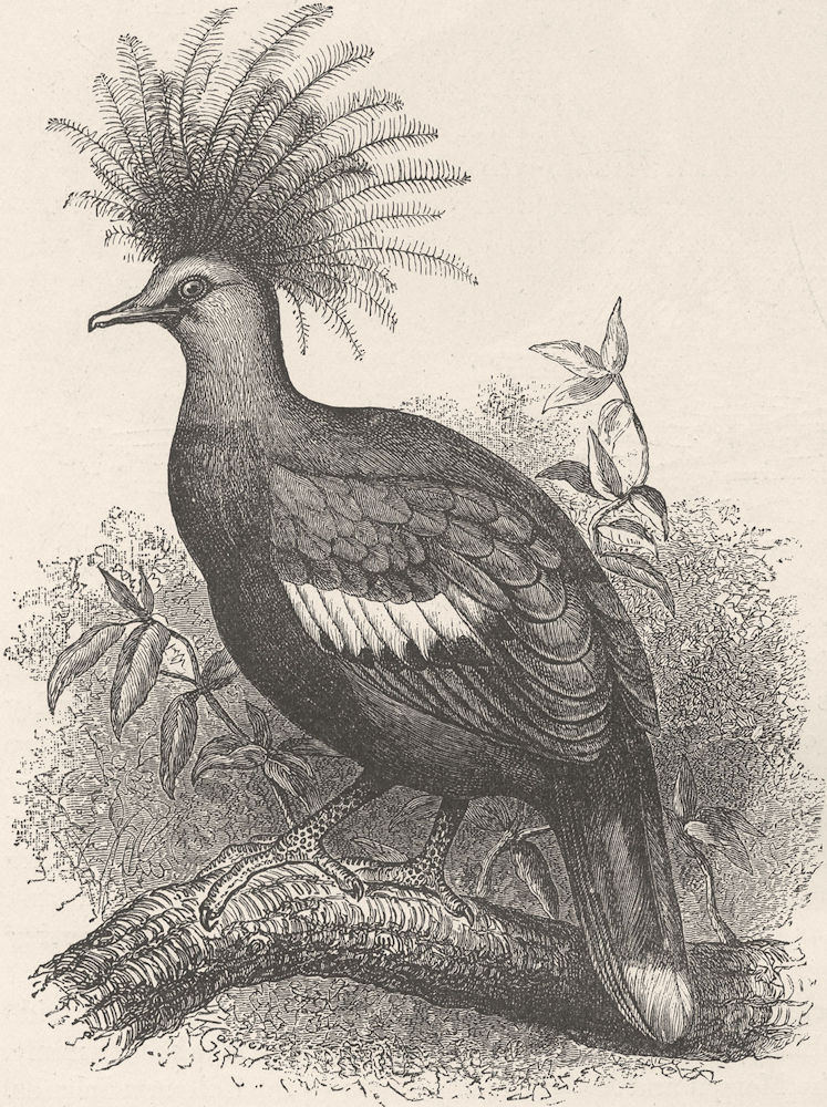 PAPAU NEW GUINEA. Albertis crowned pigeon 1895 old antique print picture