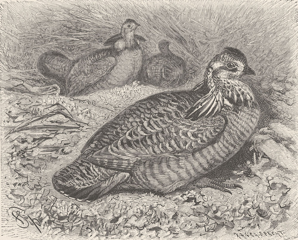 BIRDS. Prairie-hens 1895 old antique vintage print picture