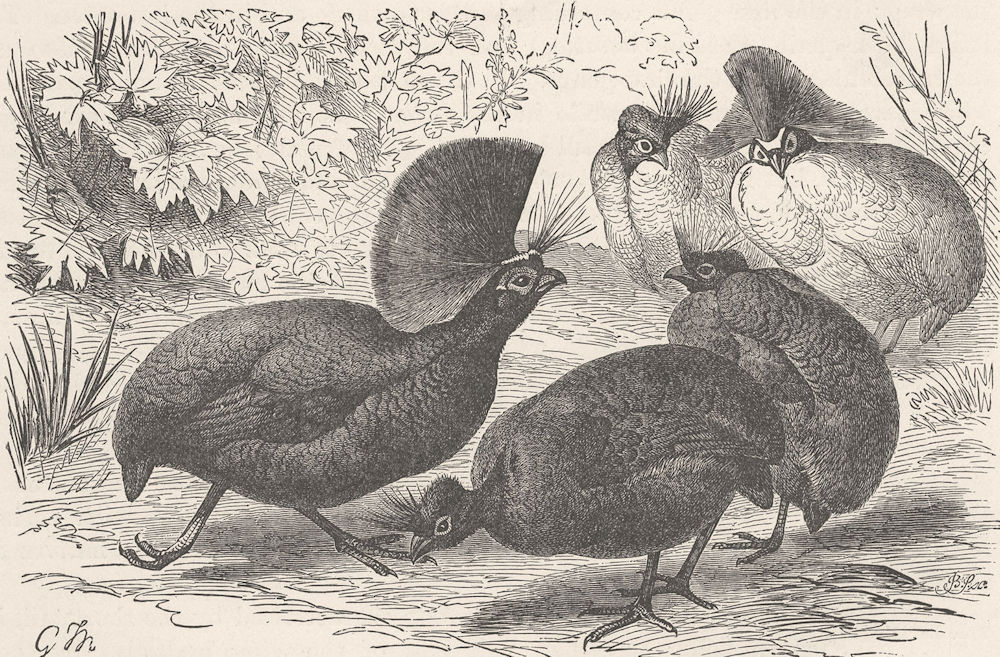 BIRDS. Red-crested wood-partridges 1895 old antique vintage print picture