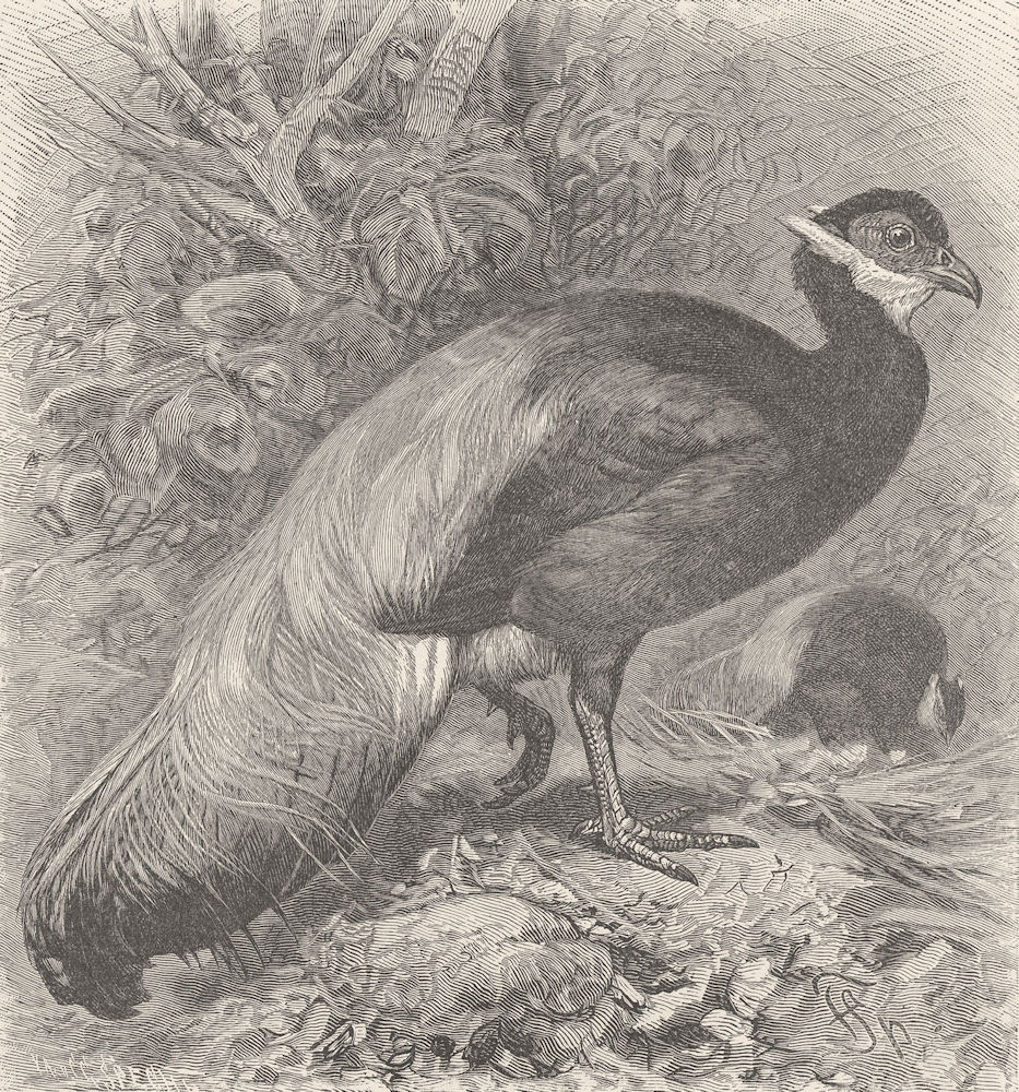 BIRDS. Mantchurian eared pheasant 1895 old antique vintage print picture