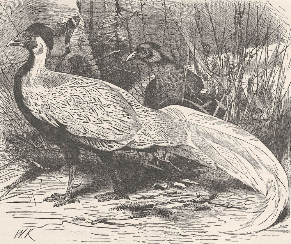 BIRDS. Silver pheasant 1895 old antique vintage print picture