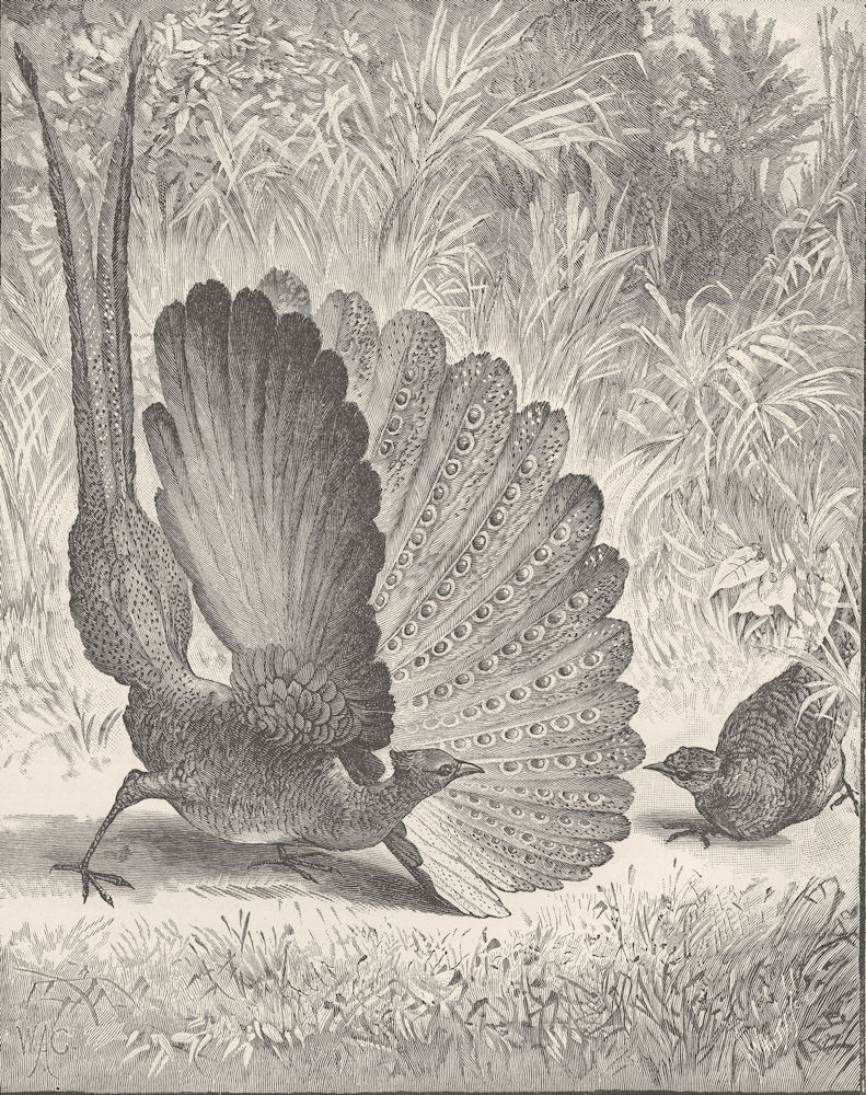 BIRDS. Argus pheasant displaying 1895 old antique vintage print picture