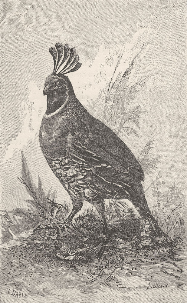 BIRDS. Californian quail 1895 old antique vintage print picture