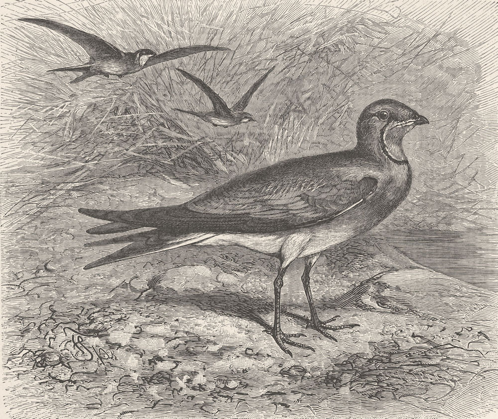 BIRDS. Common pratincole 1895 old antique vintage print picture