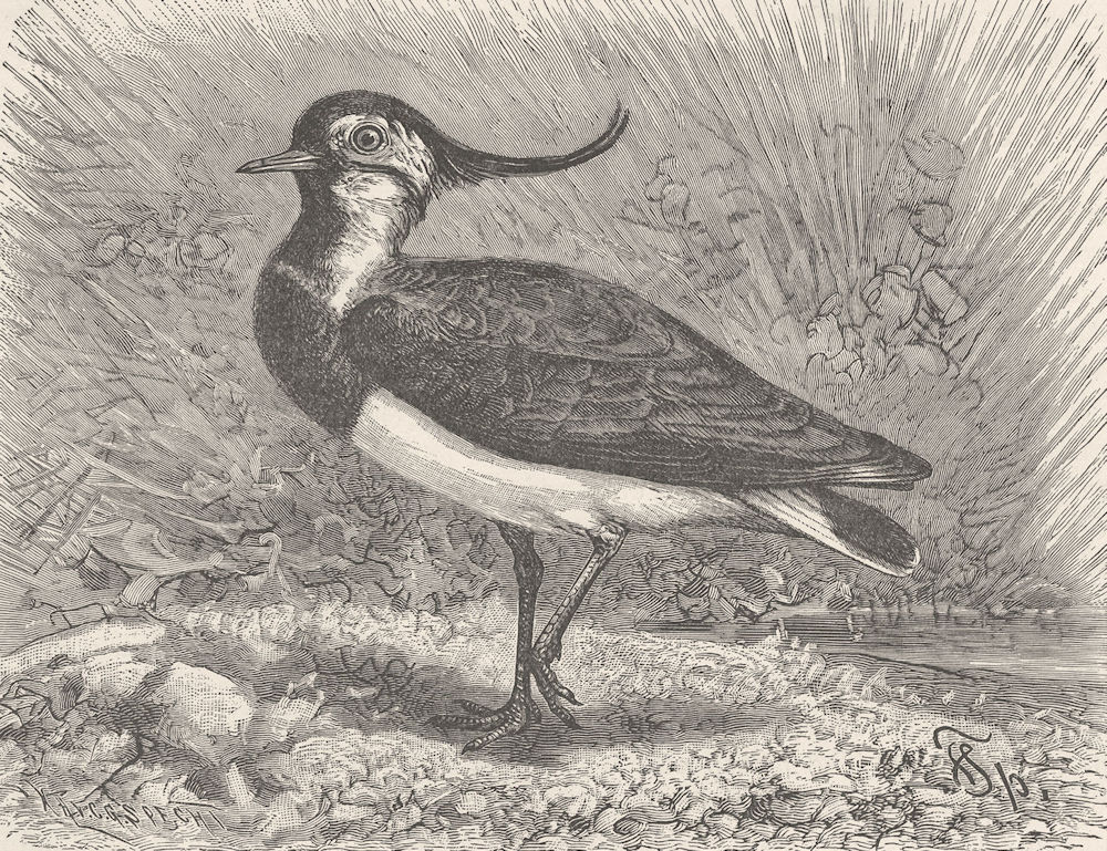 BIRDS. Common lapwing 1895 old antique vintage print picture