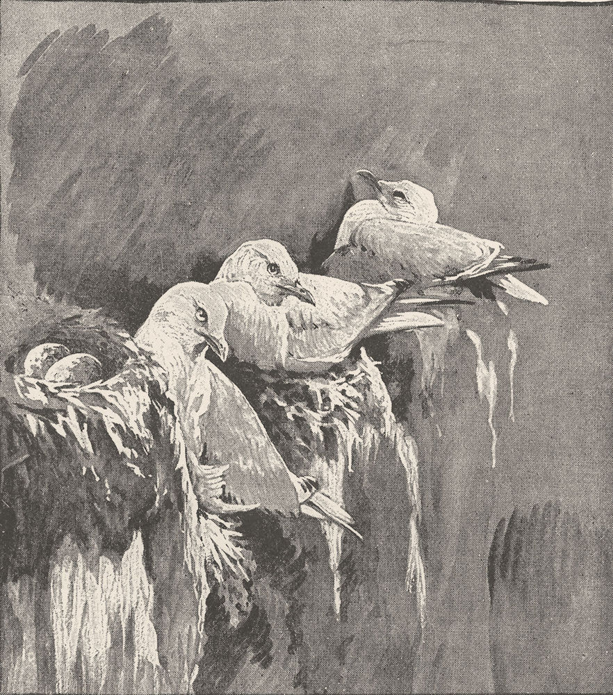 BIRDS. Kittiwakes nesting 1895 old antique vintage print picture