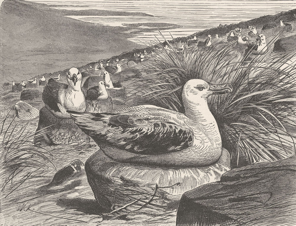 BIRDS. Albatrosses nesting 1895 old antique vintage print picture
