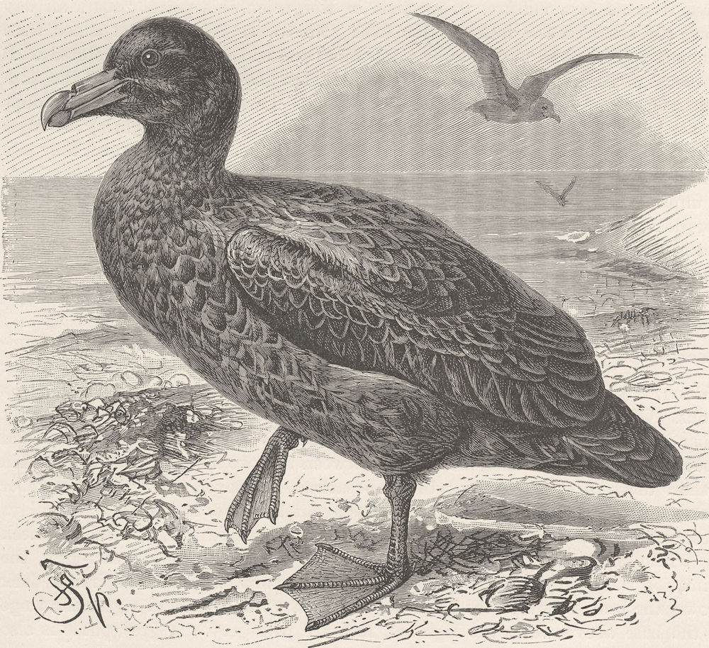 BIRDS. The giant petrel 1895 old antique vintage print picture