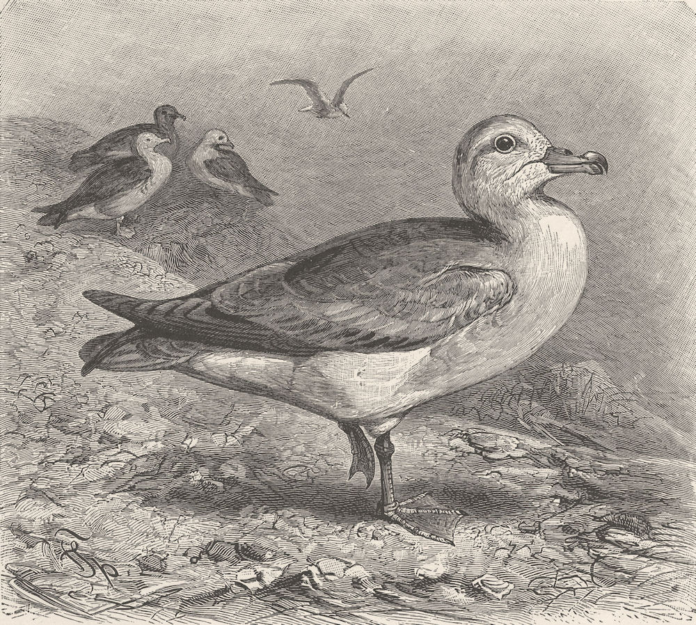BIRDS. Fulmar petrels 1895 old antique vintage print picture