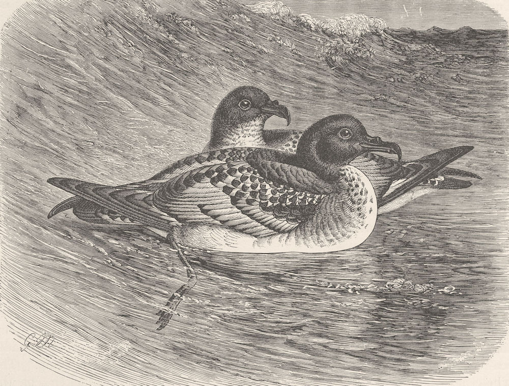 Associate Product BIRDS. Cape petrels swimming 1895 old antique vintage print picture