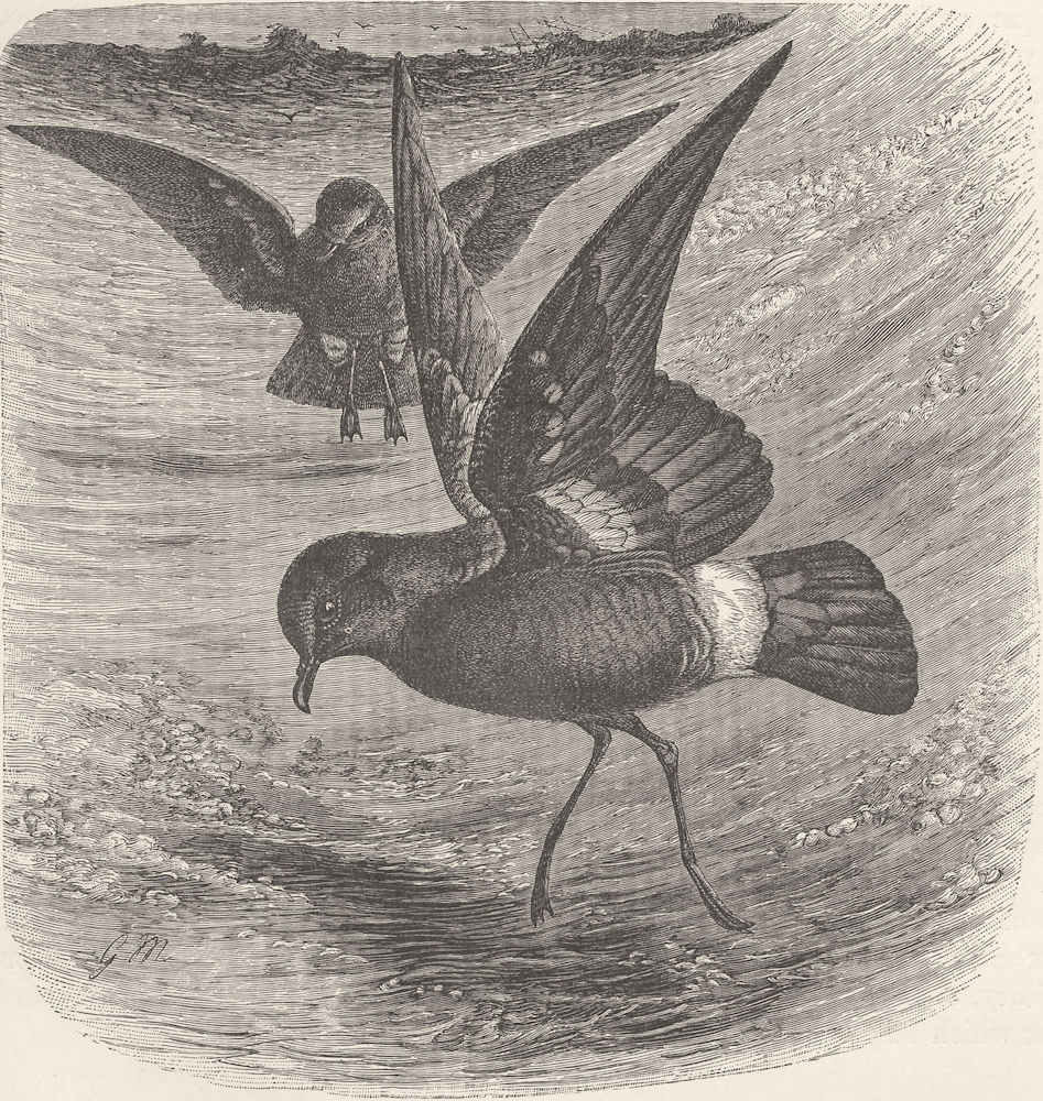BIRDS. Storm-petrels on the waves 1895 old antique vintage print picture