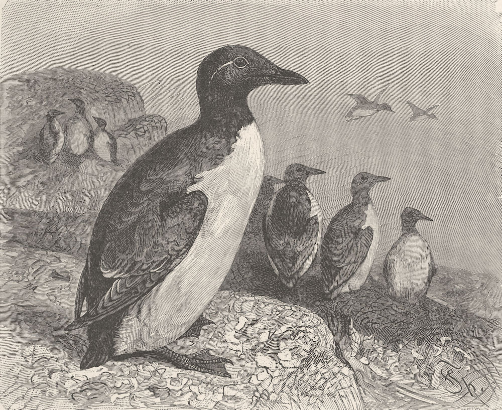 Associate Product BIRDS. Common guillemots 1895 old antique vintage print picture