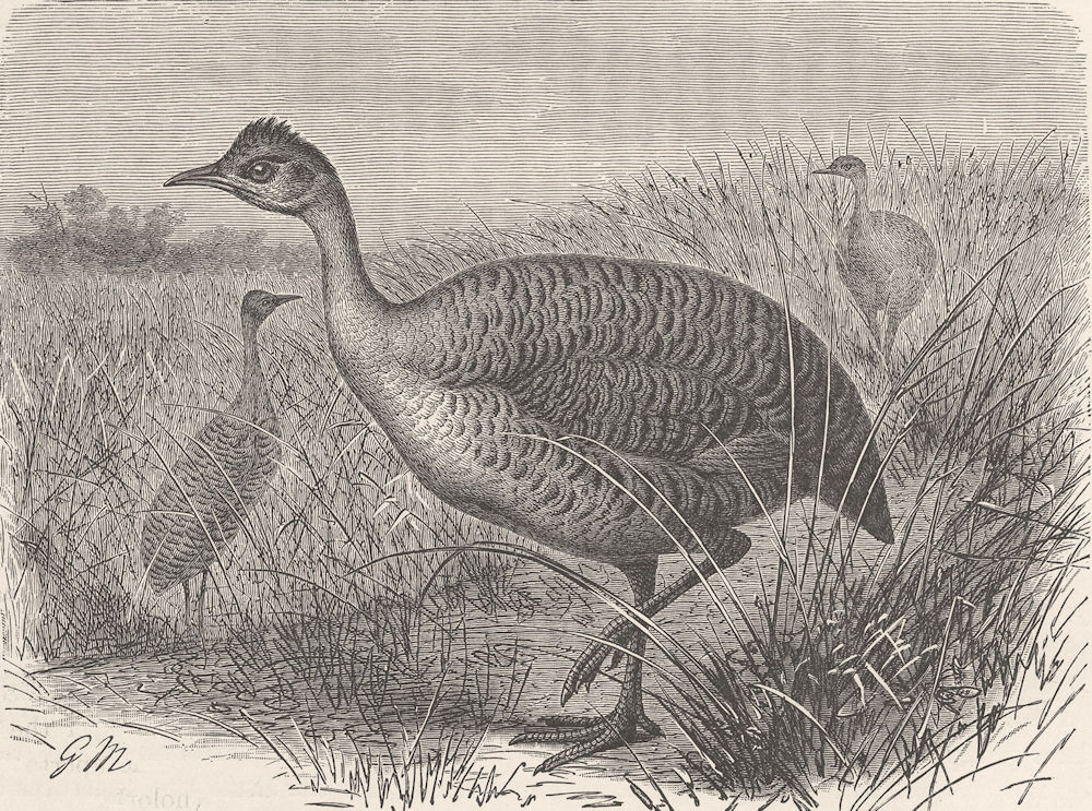BIRDS. Great Tinamu, or Martineta 1895 old antique vintage print picture