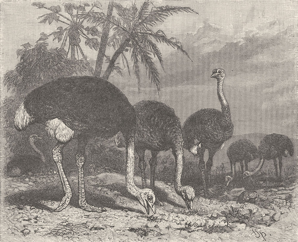 BIRDS. Ostriches feeding 1895 old antique vintage print picture
