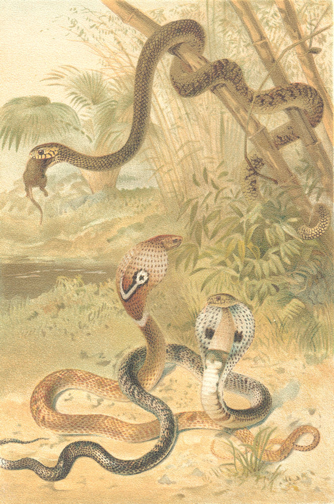 ANIMALS. Rat-snake and cobras 1896 old antique vintage print picture