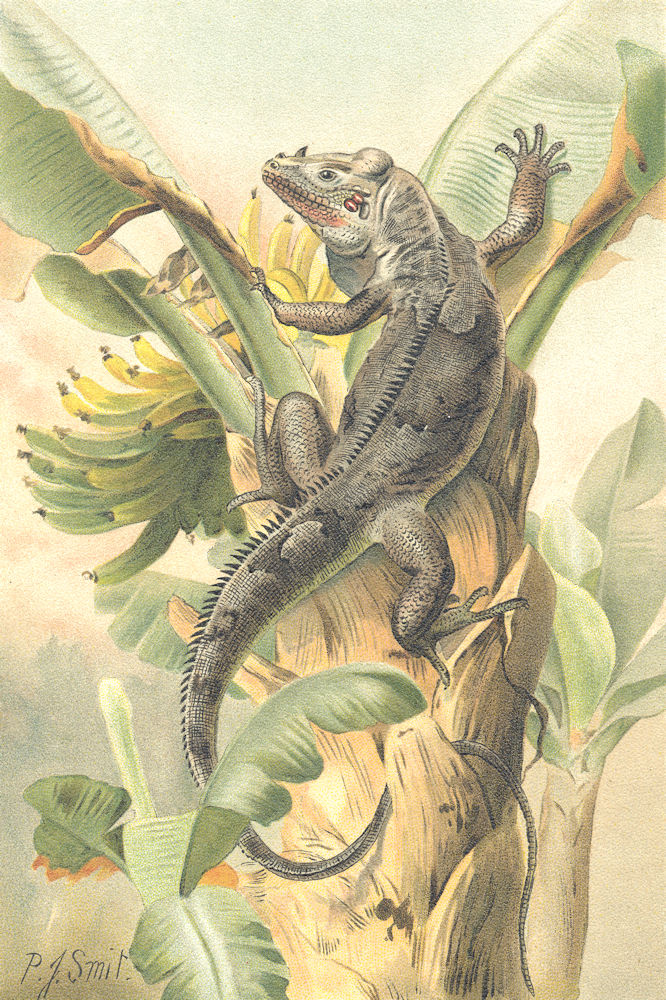 REPTILES. The black iguana 1896 old antique vintage print picture