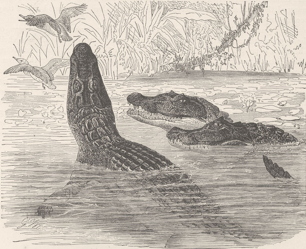 CAIMANS. Spectacled caiman 1896 old antique vintage print picture