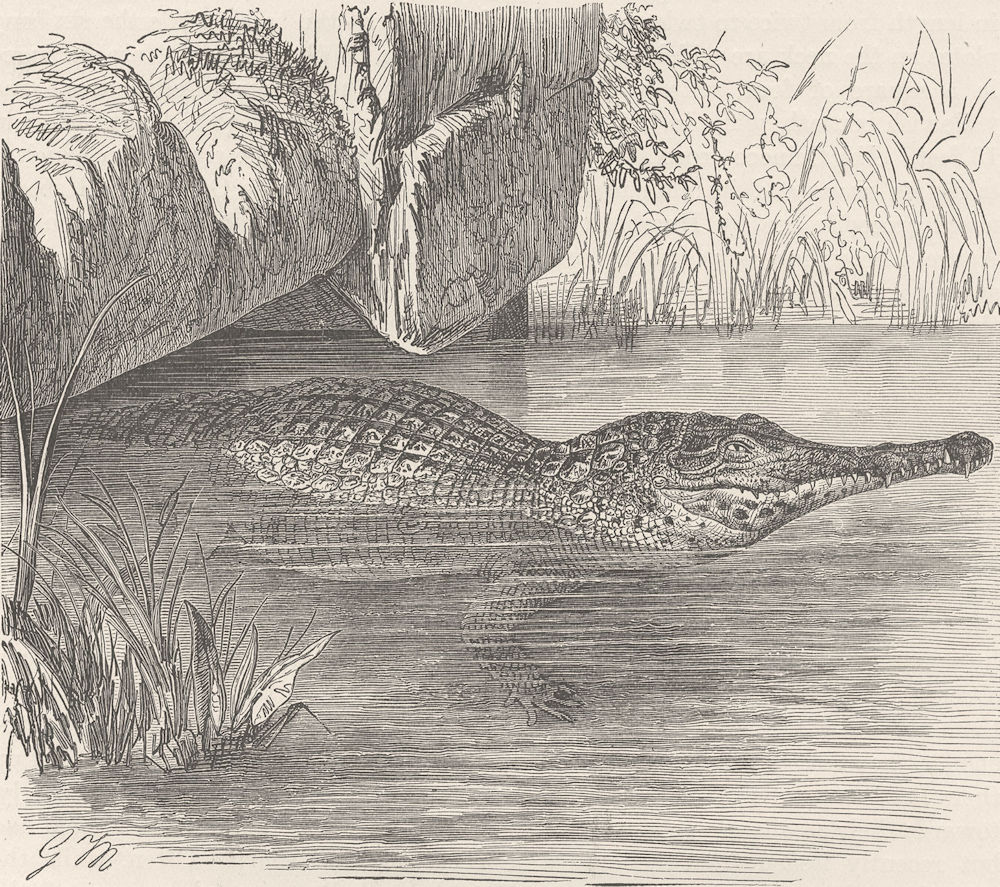 CROCODILES. Long-nosed crocodile 1896 old antique vintage print picture